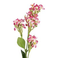 Flieder Edel, pink, 51 cm