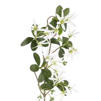 Sternmagnolie Edel, weiß, 74 cm