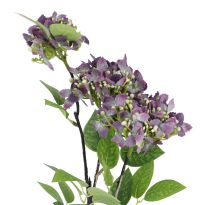 Hortensie Lily, lila, 55 cm