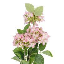 Hortensie Lily, rosa, 55 cm