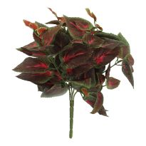 Busch Buntnessel, rot/grün, 27 cm