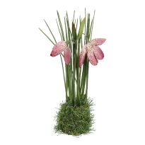 Schachbrett mit Grasballen,rosa