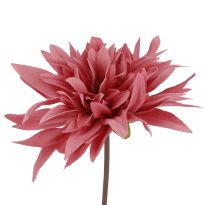 Dahlie Herbst, dunkelrosa, 27 cm