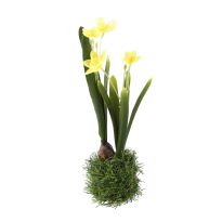 Narzisse mit Grasballen, gelb