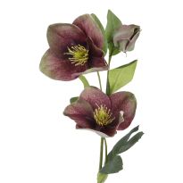 Christrose Edel, dunkelrosa, 35 cm