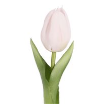 Tulpe Edel, Mini/spitz/hellrosa, 25 cm