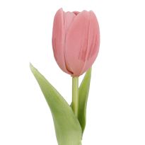 Tulpe Edel, Mini/rund/rosa, 25 cm