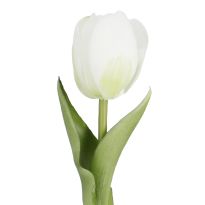 Tulpe Edel, Mini/rund/weiß, 25 cm