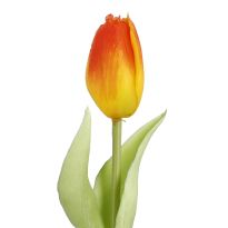 Tulpe Edel, Mini/spitz/orange, 25 cm