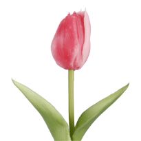 Tulpe Edel, Mini/spitz/pink, 25 cm