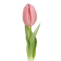 Tulpe Edel, Mini/spitz/rosa, 25 cm