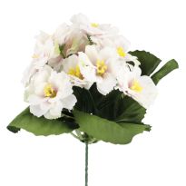 Strauß Primel, 12 Blüten, weiß/pink, 20 cm