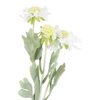 Skabiose, 3 Blüten, weiß, 48 cm