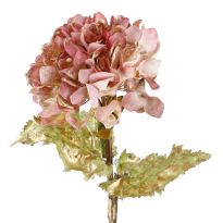 Hortensie Herbst, rosa/gold, 55 cm