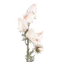 Physalis Edel, creme, 70 cm