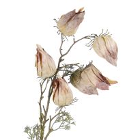 Physalis Edel, hellbraun, 70 cm