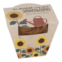 Pflanzset Kokostopf, Sonnenblume, 8 cm