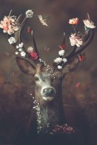 Poster Fauna, Flora, Deer, Nr. 19