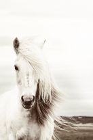 Poster White horse, Nr. 62