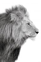 Poster Lions Profile, Nr. 100
