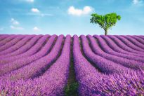 Poster Lavender Field, Nr. 147