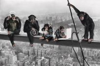 Poster The Chimp - girder, Nr. 166