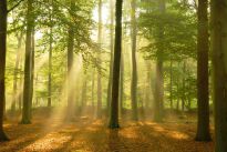 Poster Sunbeam Forest, Nr. 184