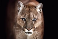 Poster Cougar, Nr. 192