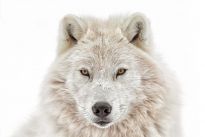 Poster Wolf head, Nr. 202