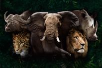 Poster Big Five of Africa, Nr. 219