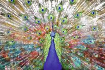 Poster Pfau, Nr. 231