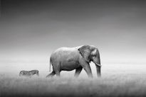 Poster Elephant Zebra, Nr. 233