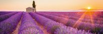 Jumboposter Lavender Horizon, Nr. 17