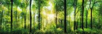 Jumboposter Bright Summer Forest, Nr. 31
