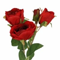 Rosen