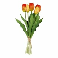 Tulpen