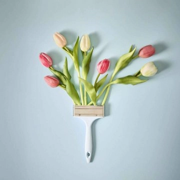 Tulpe Edel, Mini/spitz/rosa, 25 cm