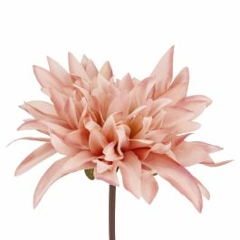 Dahlie Herbst, altrosa, 27 cm