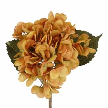 Hortensie Herbst, orange, 46 cm
