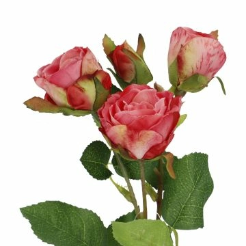 Rose Alina, 3 Blüten/dunkelrosa, 38 cm