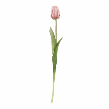 Tulpe Edel, hellrosa, 48 cm