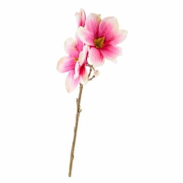 Magnolie Edel, pink, 40 cm