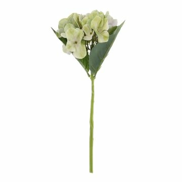 Hortensie Sophia, grün, 35 cm