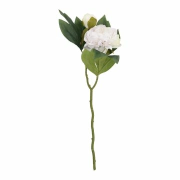 Pfingstrose Edel, rosa, 48 cm