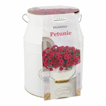 Pflanzset in Milchkanne, Petunie, 22 cm