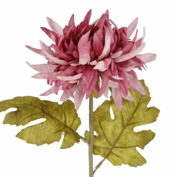 Dahlie Herbst, lila, 56 cm