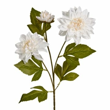 Dahlie Edel, 3 Blüten, weiß, 65 cm