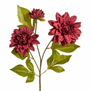 Dahlie Edel, 3 Blüten, weinrot, 65 cm