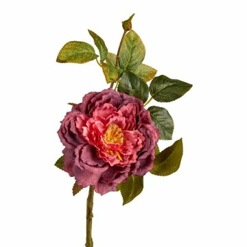 Rose Herbst, offen/weinrot, 42 cm