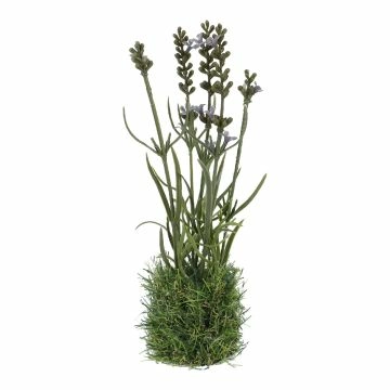 Lavendel mit Grasballen, blau, 22 cm